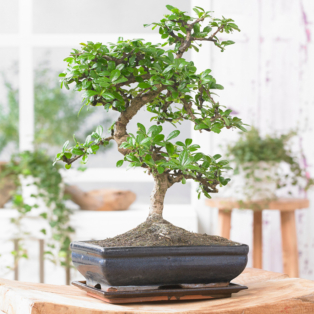 Bonsai Chinese Elm Tree Traditional Japanese Indoor Houseplant In